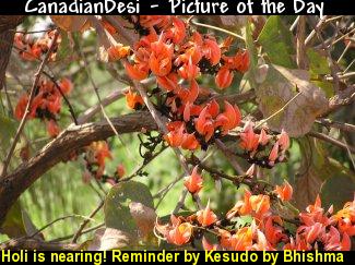 Holi is nearing! Reminder by Kesudo